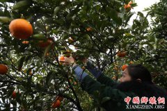 �����׷壺���ո�+�Ļ����Ρ�����ں�