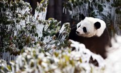 ���ź�����è��������