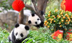 ����è����ӭ�´�