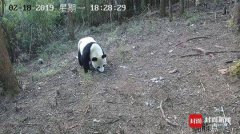 �ɰ�����ɽ�������㵽Ұ������è���Ӱ��