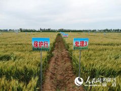 ���ɹţ��ط���Ч��˶�� ��ɫ��չ������