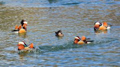 ��������԰ΪҰ��ԧ�찲��