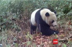 �Ĵ����ߴ�綥��Ȼ������ ����������㵽Ұ������è