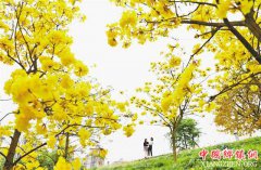 ���ֻƻ�����ľ װ����������