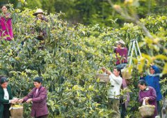 ��ժ�� ɽ������e���ƶ�