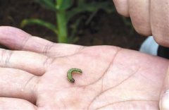 18ʡ���ֲݵ�̰ҹ����в���������� ��η��أ�