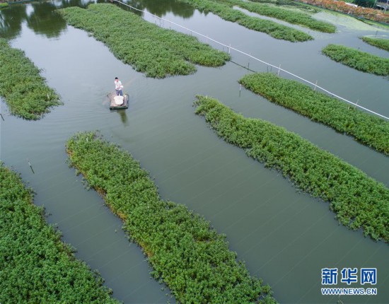 (经济)(2)秋风起 湖蟹肥