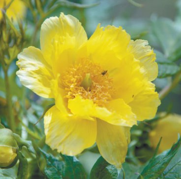 �ҹ�ֲ����״����200��ֲ��԰�ռ�����2�������