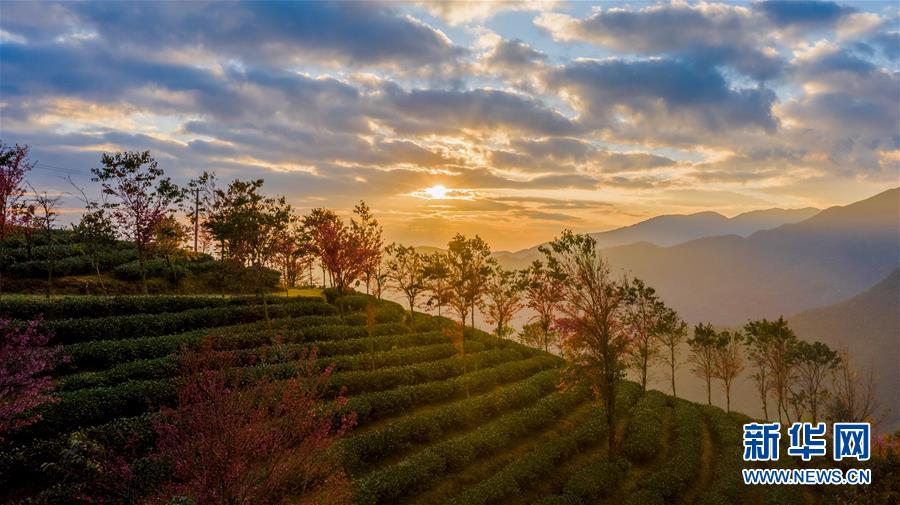(美丽中国)(2)无量山樱花谷:茶园泛绿 樱花似霞