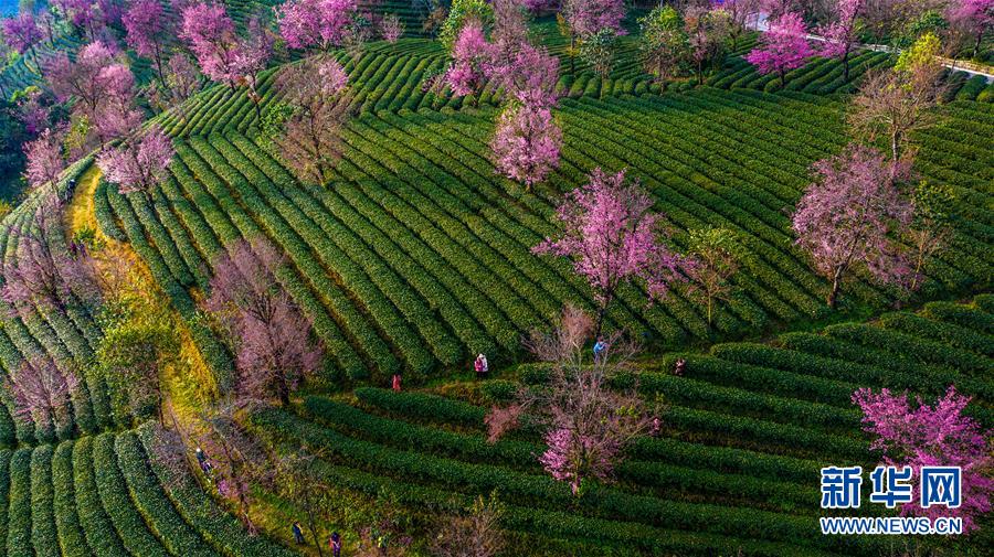 (美丽中国)(1)无量山樱花谷:茶园泛绿 樱花似霞