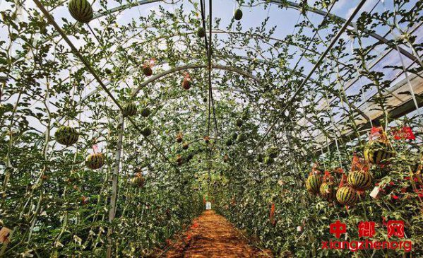 ƴ󣺣ũţ¸УƼƶ·