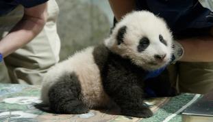 ��������è���̻�����С�漣��