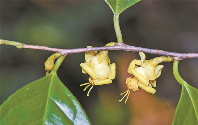 <b>״ηʽ𻨲</b>