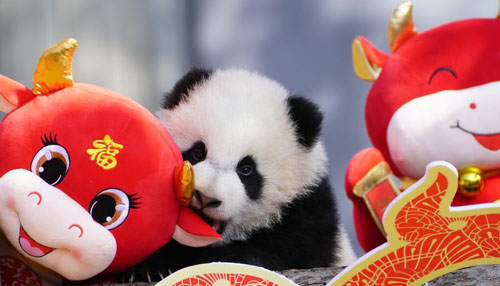 ����è�����о����ġ�2020������è�������´�