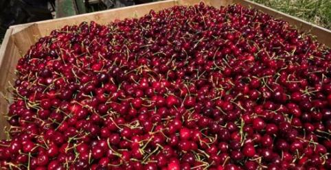 ���ݣ��ɶ�ƽԭҲ���ֳ���������