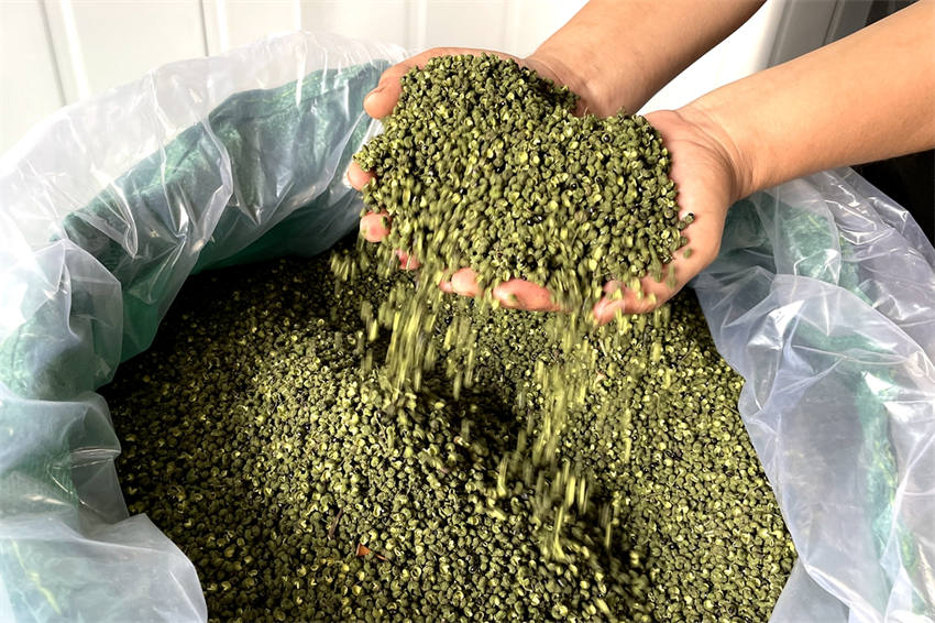 烘干后的青花椒。泸县融媒体中心供图
