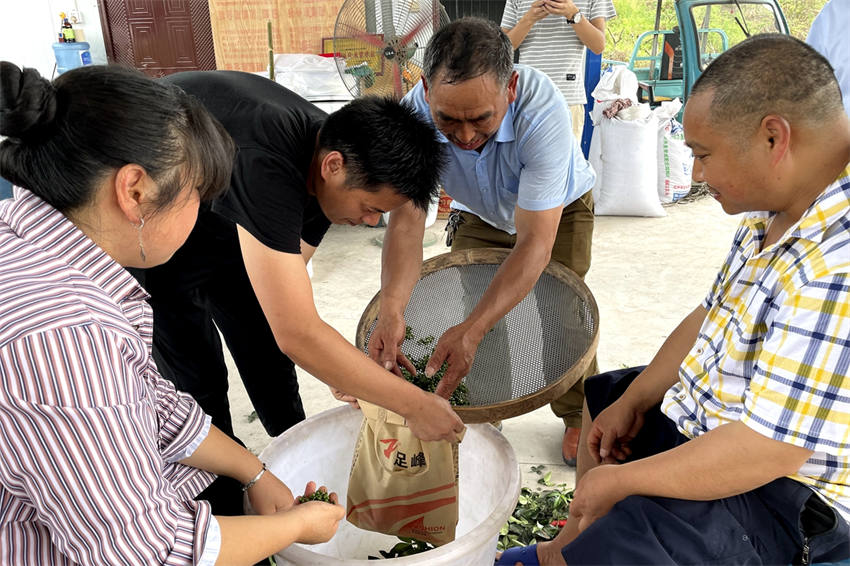 慕名而来自行采收青花椒的群众。泸县融媒体中心供图