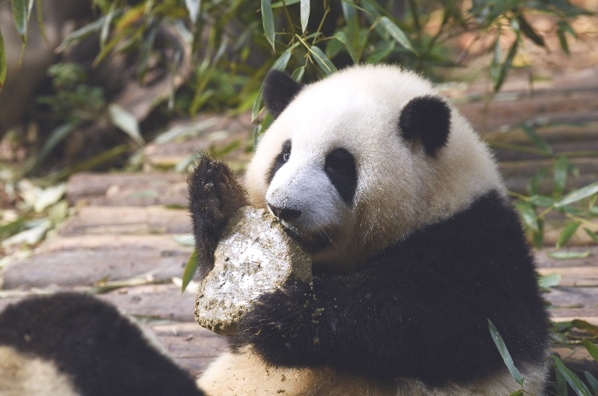 յġͻ pandapiaèаͼ