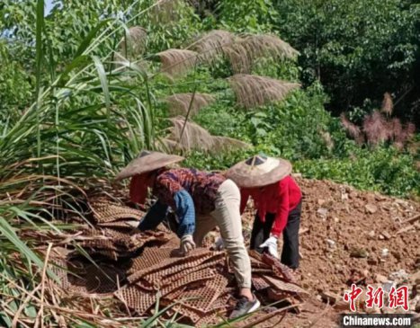 ���������ƽ�ũĤ�������� ����ũҵ��ɫ��չ