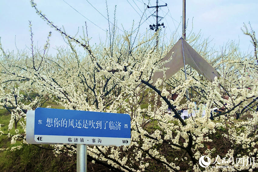临济镇李花。人民网 赵祖乐摄