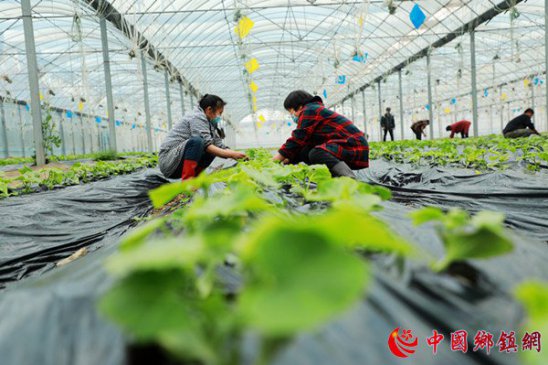 安徽颍东：大棚产业助农增收