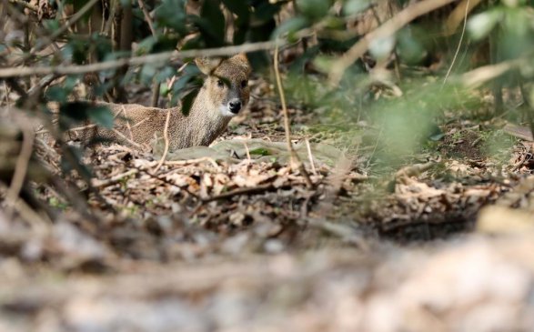 Ұ��������ǡ����ҡ����Ϻ�����������Ϣ��