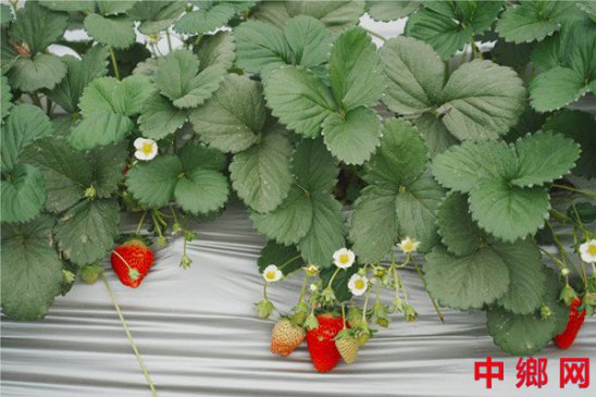 河南淮滨：赵楼“‘八一’蔬菜基地”草莓红啦，等你采摘！