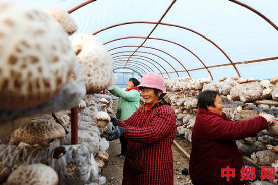 安徽阜阳：花菇产业促增收