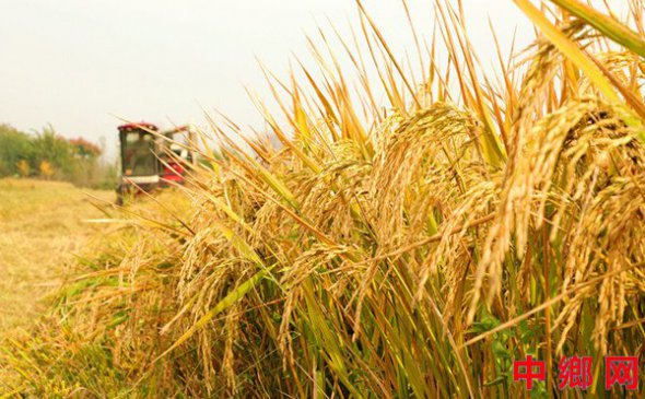 抢收水稻