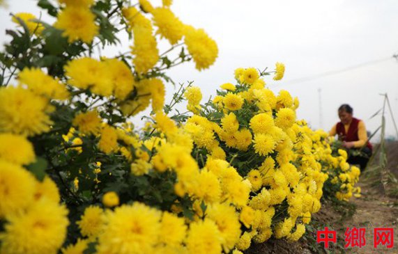 采摘“致富”花