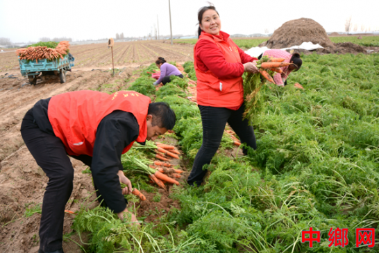 河南内黄县党建引领产业兴 科技赋能萝卜香