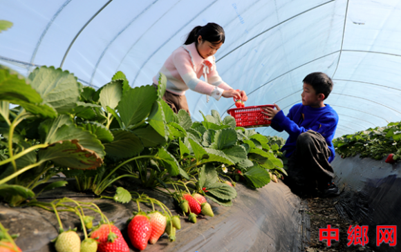 ���ո�������ժ��ݮ