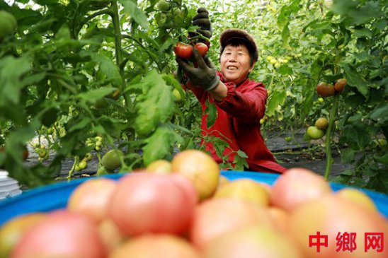 ������ʳ����