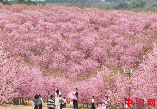 �Ĵ��ɶ����ݣ�ӣ��̷�ҳ� ����������