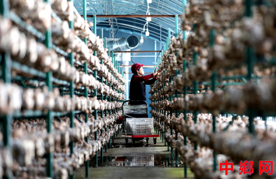 安徽阜阳:采收香菇