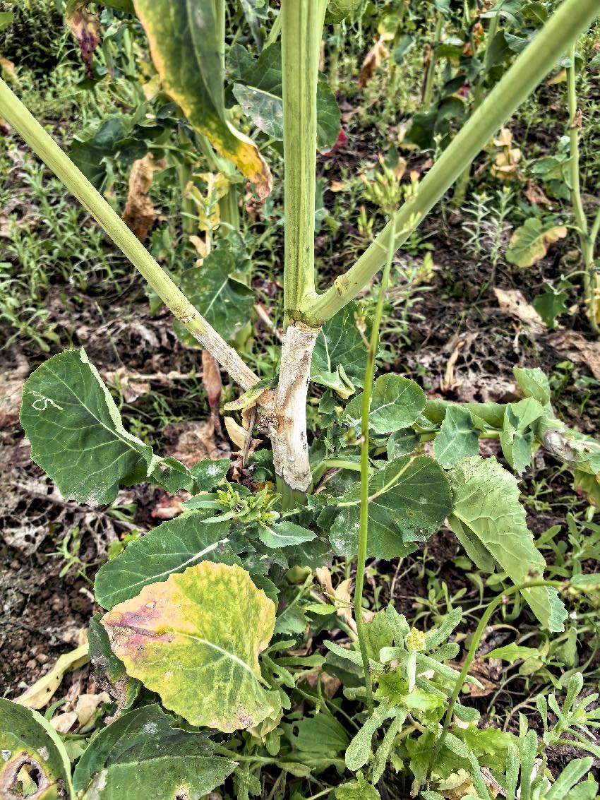 �Ͳ˾��˲�ͼƬ������ͼ