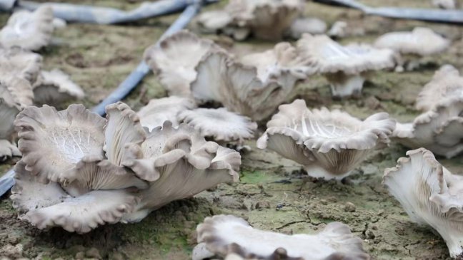 �μ���ֳ����¸����� ��ɫ��ֲ�����������