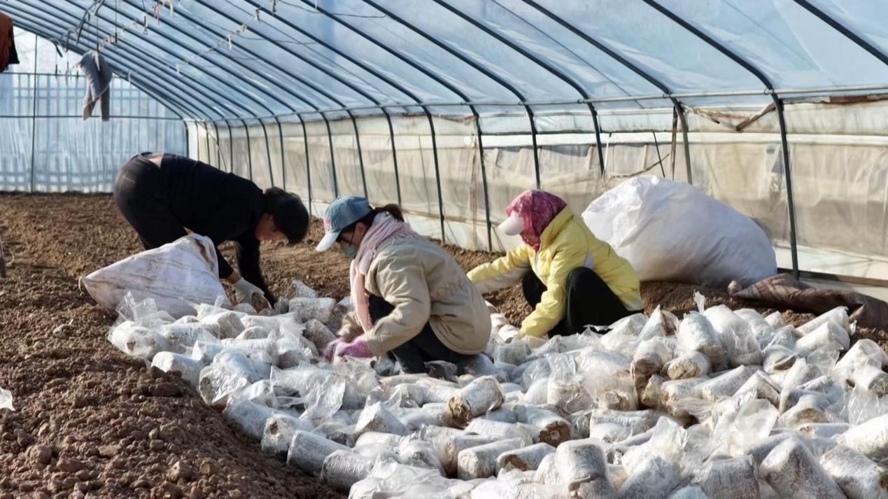 ��֥������������ũ����æ�Ų�ժ���ּ𡢴������¡����