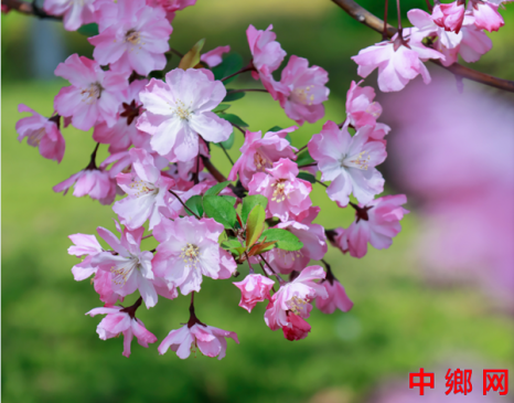 �������ݣ����Ļ�ʢ������Ũ