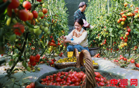 ���ո�������ɫ��ҵ ��ũ����