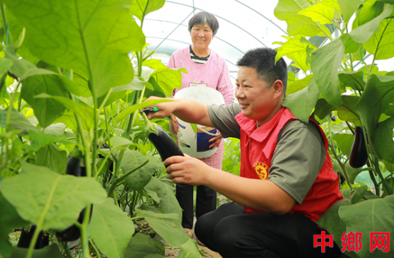 安徽阜阳:志愿助农促增收